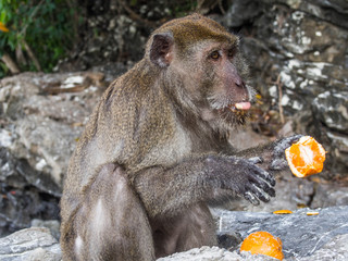 Monkey eating an orange on Monkey Beach in Koh Phi Phi Don, Thailand