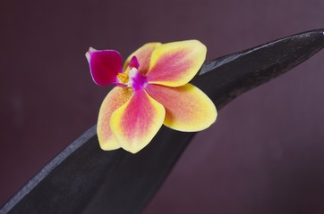 Orchidee
