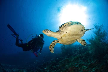 Papier Peint photo Plonger PLONGEUR VS TURTLE / L& 39 un des points forts de la plongée dans l& 39 océan Indien est le sport des tortues marines.