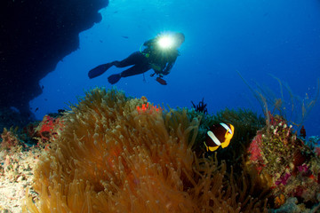DIVER LOOKING FOR A CLOWN FISH / Diver is drifting along the reef just spouting a Clarks Anemonefish.