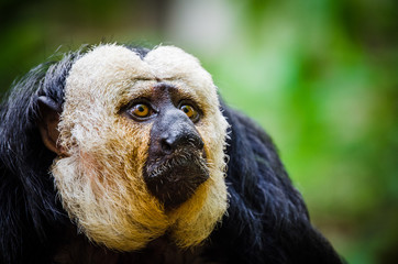 Weißkopf Affe