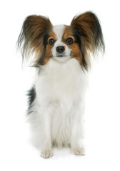 papillon dog in studio