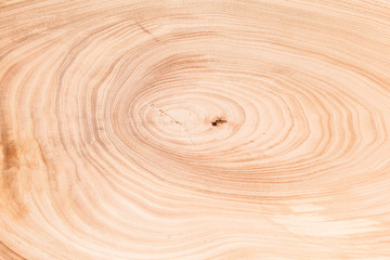 tree wood texture