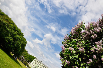Lilac shrubs blossoming on Mars Field, Saint-Petersburg