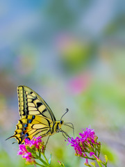 Butterfly on pink flowers
