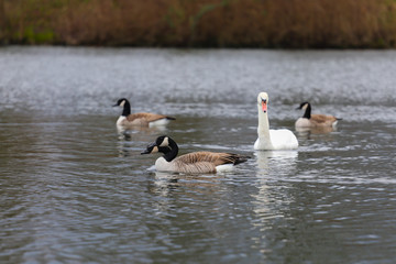 Kanadagänse und Höckerschwan