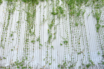 The green tree on the wall