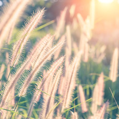 Grass flower with morning sunlight