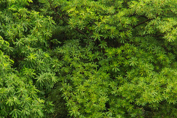 Obraz premium Leaves background.