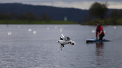 Lachmöwe und Paddler
