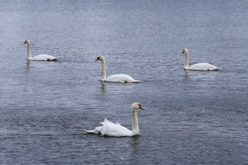 H&ouml;ckerschw&auml;ne