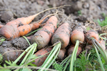 Unwashed Carrot in Field