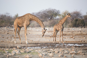 Obraz na płótnie Canvas Giraffe drinking from a water hole