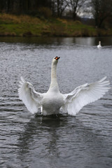 Höckerschwan beim Flügelschlagen