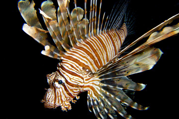 Naklejka na ściany i meble BLACK CAVALIER / Lion fish like are more active at night, this is the time when their prays are less aware.