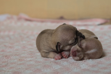 chihuahua puppies