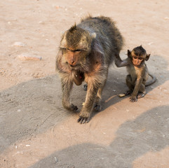 close up thai monkey in Triple Crown Castle,Phraphrangsamyod temple,Lopburi,Thailand.