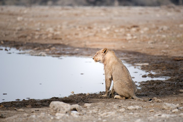 Fototapeta premium Lion resting at a water hole in Namibia.