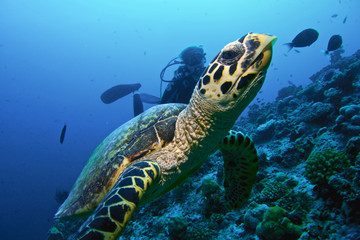 MOODY TURTLE / Les tortues n& 39 aiment pas conduire les plongeurs.