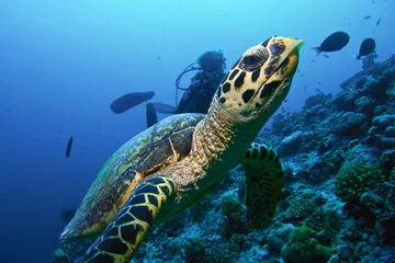 Foto auf Acrylglas Tauchen MOODY TURTLE / Schildkröten mögen es nicht, mit Tauchern mitzufahren.