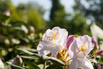 Obraz premium azalea blossom in garden