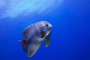 BAT FISH