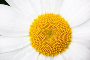 Closeup of the blooming oxeye daisy