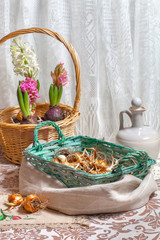 bulbs and blossom of Hyacinthus in  baskets  on table and flax napkins.