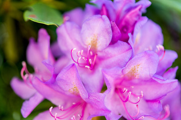 Fototapeta na wymiar azalea blossom in garden