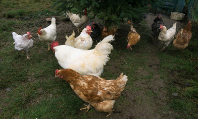 hens fair farm free running. cock