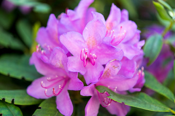 azalea blossom in garden