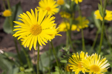 Wild flowers in Minsk a botanical garden, Belarus