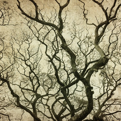 grunge frame with tree silhouettes