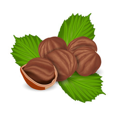 Hazelnuts with leaves, realistic vector illustration