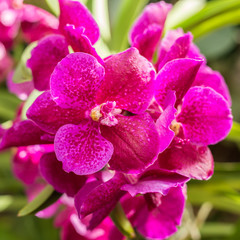 Obraz premium Orchid