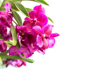 Close up pink orchid isolated on white