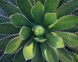 Top view of green agave plant in the gardens
