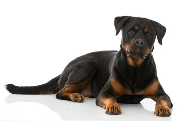 Rottweiler