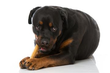 Fototapeta premium Rottweiler mit Knochen