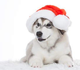 Animals. One puppy Husky white isolated, Christmas hat!