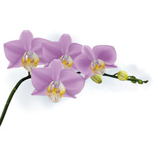 Orchid branch with buds. Vector illustration