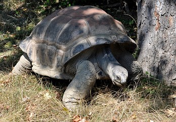 Animals - tortoise near a tree