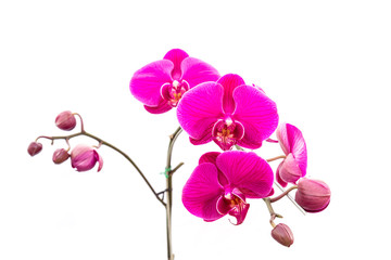 Naklejka na ściany i meble Close up violet orchid isolated on white