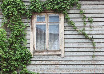 a window of a wooden house, wrapped up hops