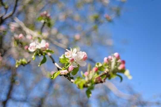 Blooming twig of apple against the blue sky.