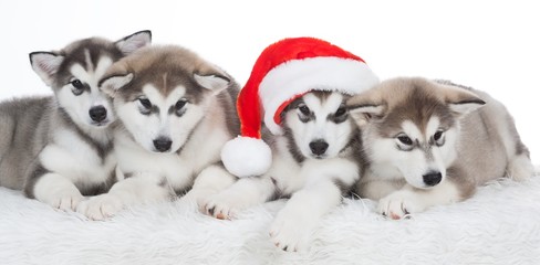 Animals. Four puppy Husky white isolated, Christmas hat!