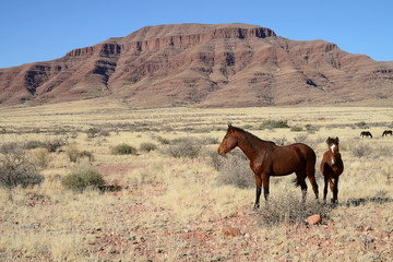 Wild Horses, Namibia