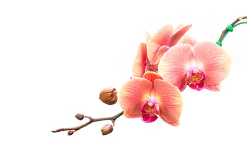 Close up pink orchid isolated on white
