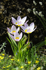 Wildtulpen