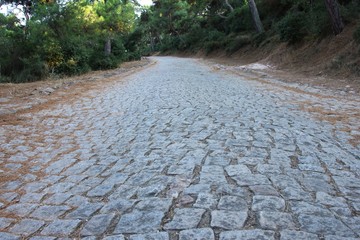 Old cobblestone road in the forest